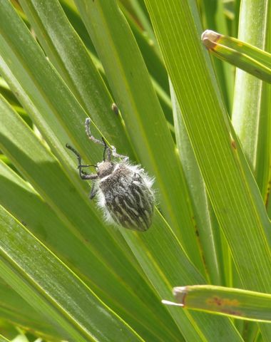 Solerantonio2 en Hamelin: Fauna  (Almeria), Insecto