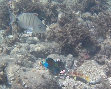 Solerantonio2 en Hamelin: Fauna  (Arrecife de las Sirenas), Sargo comun
