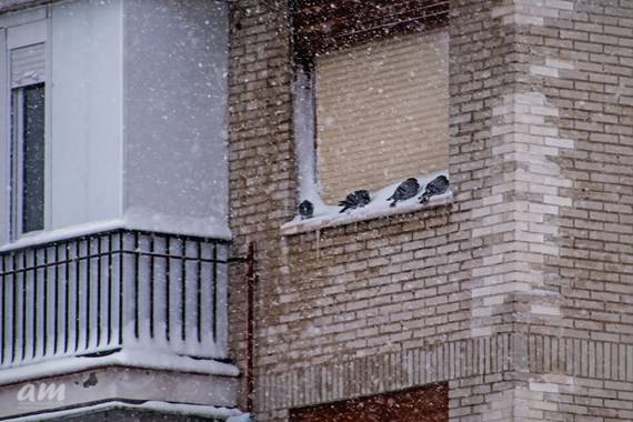 Martinezantonio.correo en Hamelin: Fauna  (Madrid), #invierno2020 #palomas#nevadaenmadrid