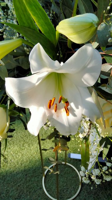 Solerantonio2 en Hamelin: Flora  (Murcia), Lilium candidum, Planta