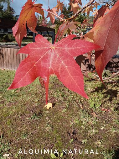 Alquimia Natural en Hamelin: Flora  (Meruelo), #otoño2022 #noviembre2022 