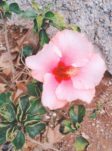 Solerantonio2 en Hamelin: Flora  (Almería), Planta