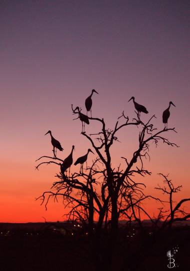 Conbyconv en Hamelin: Fauna  (Getafe), Ciconia ciconia (Linnaeus, 1758), #aves21 