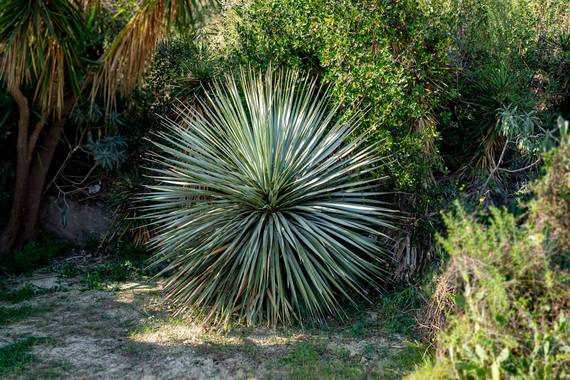 manuel.torres1 en Hamelin: Flora  (Barcelona), #cactus  #planta  #vegetal  #jardines  #botánica  #