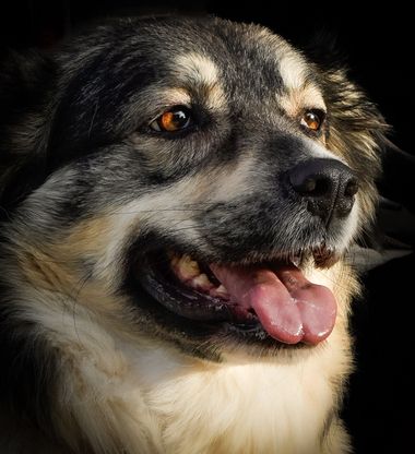 Kikojimenez1977 en Hamelin: Fauna, #miradas 