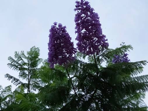 Solerantonio2 en Hamelin: Flora  (Almería), Jacaranda mimosifolia, Flores del parque