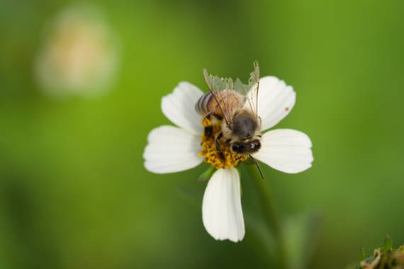 Juanatlantida82 en Hamelin: Fauna  (Santa Cruz de Tenerife), Abeja 🐝 