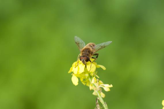 Juanatlantida82 en Hamelin: Fauna, Abeja 🐝 

