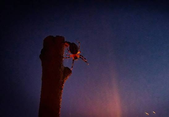 𝐕𝐄𝐑𝐎𝐍𝐈𝐂𝐀 en Hamelin: Observación, #araña