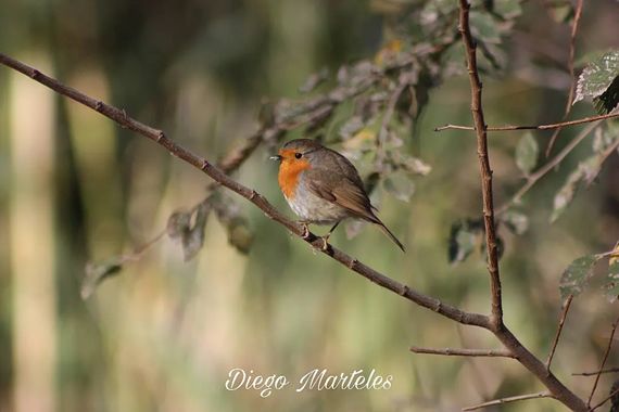 Diego en Hamelin: Fauna  (Zaragoza), Erithacus rubecula (Linnaeus, 1758), #petirrojoeuropeo #erithacusrubecula #aves #zaragoza #canon 