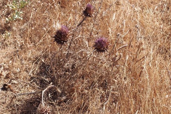 Info en Hamelin: Flora, Cardo silvestre, el secreto de la torta
