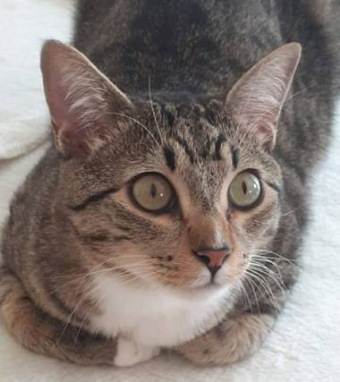 Mila Machuca en Hamelin: Fauna, #Gato #Cat