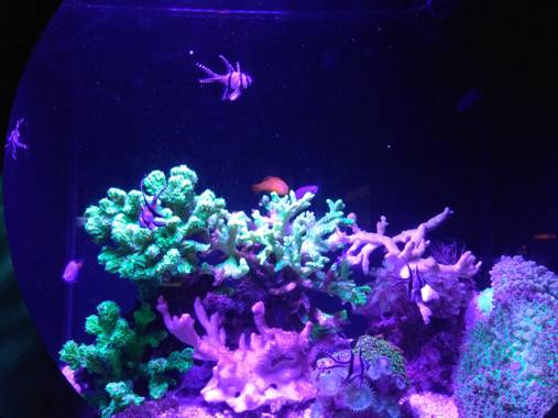 GreenPhoto en Hamelin: Fauna 