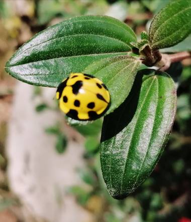 fernanumpaque en Hamelin: Fauna  (Belén), Belén, Boyacá - Colombia 