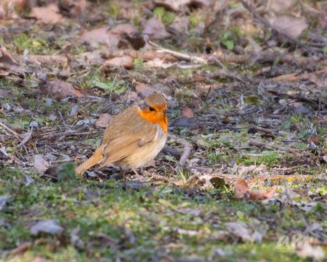Martinezantonio.correo en Hamelin: Fauna  (Madrid), Erithacus rubecula (Linnaeus, 1758), #aves