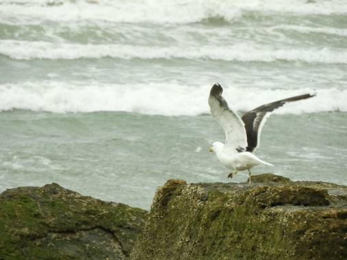 Rodrigo Tejeiro en Hamelin: Fauna  (Balneario Las Grutas), Larus dominicanus Lichtenstein, 1823, #aves21 