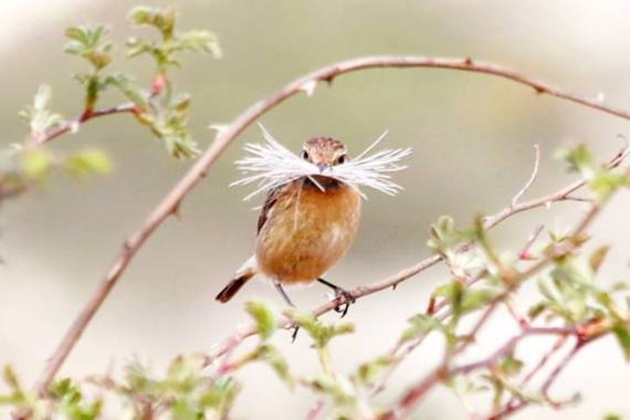 reyesbaciero en Hamelin: Fauna  (Burgos), Saxicola rubicola (Linnaeus, 1766), #aves21 