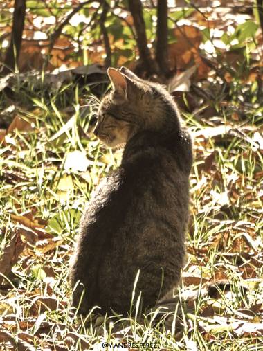 V. Andrés Pérez  en Hamelin: Fauna  (Madrid), Felis catus Linnaeus, 1758, Baño de sol gatuno en el Parque del Retiro de Madrid.

#ParquesyJardines
#otoñoen...