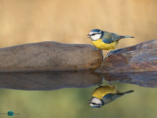 guachinaty1 en Hamelin: Fauna  (Sendero de Paño Pico), Cyanistes caeruleus (Linnaeus, 1758), El herrerillo común (Cyanistes caeruleus)[1]​ es una especie d...