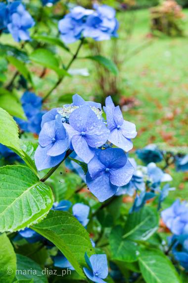 Mariam83ar en Hamelin: Flora, Hydrangea macrophylla