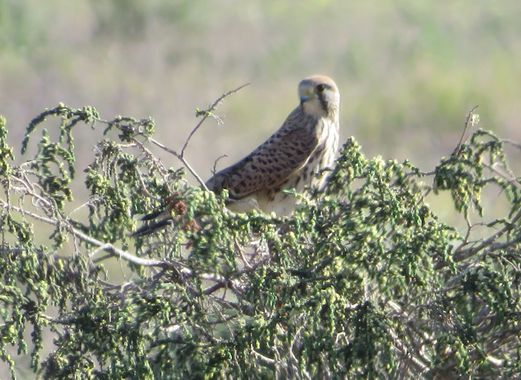 Solerantonio2 en Hamelin: Fauna  (Níjar), Falco tinnunculus Linnaeus, 1758, Ave