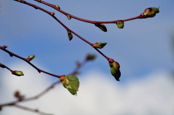 Azulmarino  en Hamelin: Flora  (Viladamat), Composición #naturaleza #brotes #frommypointofview #naturephotography 