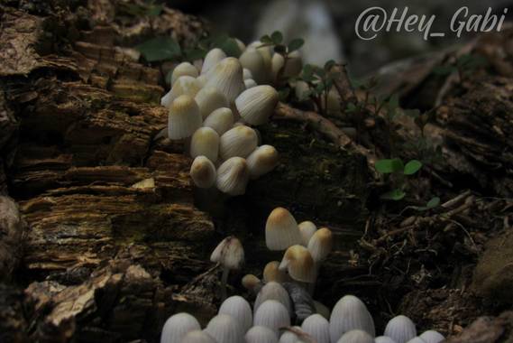 𝑯𝒆𝒚_𝑮𝒂𝒃𝒊 en Hamelin: Observación, #hongos #setas #photographypaisaje