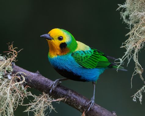 Sergioandrescuellar16 en Hamelin: Fauna  (Cali), Chlorochrysa nitidissima P.L.Sclater, 1874, #cumplehamelin 

Tangara multicolor, endémica de Colombia 🇨🇴