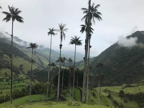 Paulagomezsancl en Hamelin: Paisaje  (Salento), MEMORIES #paisajes #colombia #valledelcocora #🌴 #instantes #📸