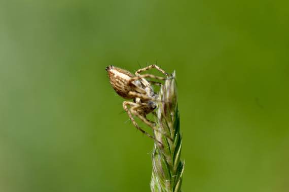 Olga.t.g76 en Hamelin: Fauna, #macrofoto20 