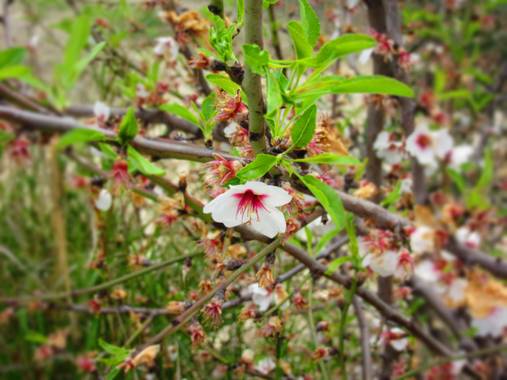 Sergioalcaide en Hamelin: Flora  (La Rambla), Prunus dulcis, Foto tomada en un camino secundario. Está realizada con mi cámara.
