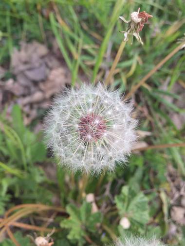 Marisol en Hamelin: Flora, Taraxacum officinale, #dientedeleon #flores 