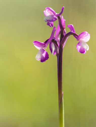 Juanfra.1791 en Hamelin: Flora  (Segura de la Sierra), Anacamptis champagneuxii