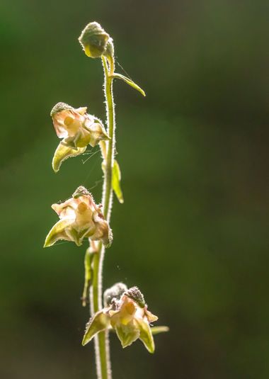 Juanfra.1791 en Hamelin: Flora  (Paterna del Río), Epipactis microphylla