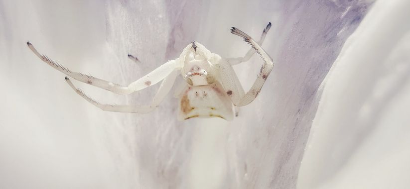 Isaias.mp en Hamelin: Fauna  (Punta Umbría), Thomisus onustus Walckenaer, 1805, #arañacangrejo
#araña
#bichos
#playa
#huelva
#insectosdeespaña
#insectos
#i...