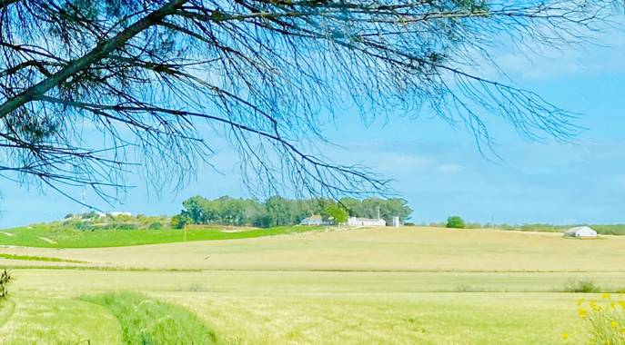 su en Hamelin: Paisaje  (Jerez de la Frontera), El campo en primavera 