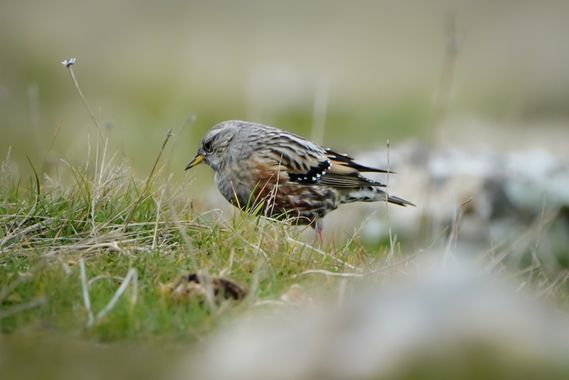 Kikojimenez1977 en Hamelin: Fauna, #acentoralpino 