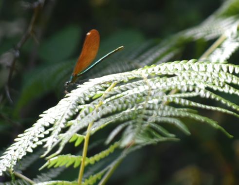 Solerantonio2 en Hamelin: Fauna  (Níjar), Libelula