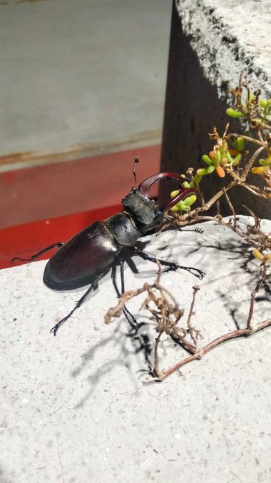 Solerantonio2 en Hamelin: Fauna  (Cangas de Onís), Lucanus cervus (Linnaeus, 1758), Insecto