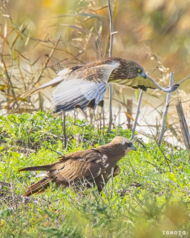 Ignoto en Hamelin: Fauna  (Hinojos)