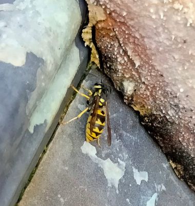 Solerantonio2 en Hamelin: Fauna  (Almería), Avispa