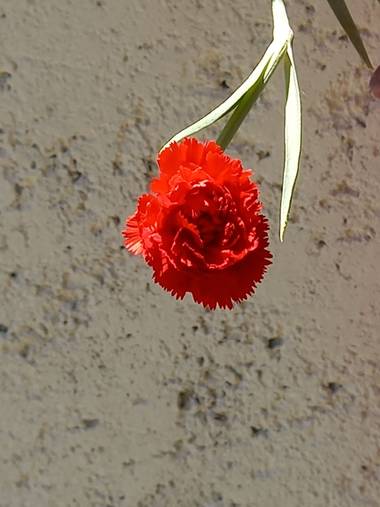olgabijoux.ot en Hamelin: Flora  (Luján de Cuyo), Dianthus caryophyllus