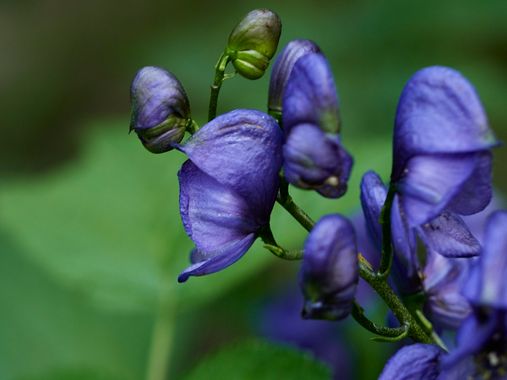 Gracia.noelia en Hamelin: Flora  (La Vall de Boí), Aconitum napellus, #Flores #flora #naturaleza #montaña  #pirineos 