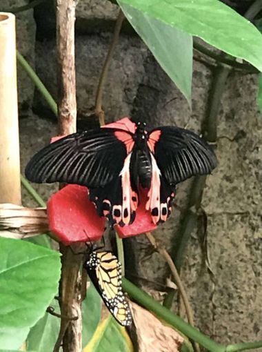 Marisol en Hamelin: Fauna, mariposa
