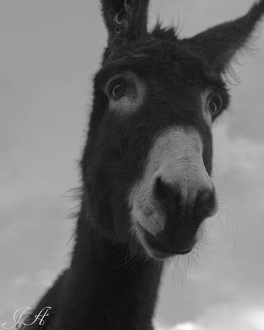 Josini70 en Hamelin: Fauna, Burro