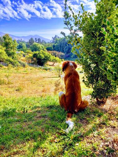 Bastianascencio85 en Hamelin: Paisaje  (Melipilla), Paisaje con una pequeña intervención de San Bernardo