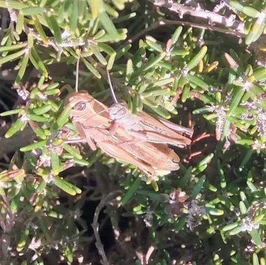 Solerantonio2 en Hamelin: Fauna  (Avenida del Mediterráneo), Insectos