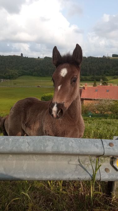 Mariajesussuarez82 en Hamelin: Fauna, Belleza#del camino#naturaleza#pura