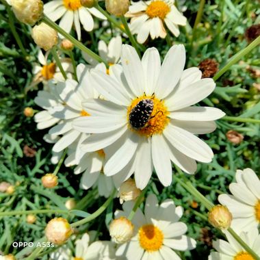 Solerantonio2 en Hamelin: Fauna  (Almería), Insecto en la flor