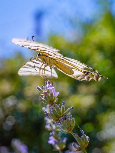 rqsalcedo en Hamelin: Fauna  (Madrid), #mariposa 